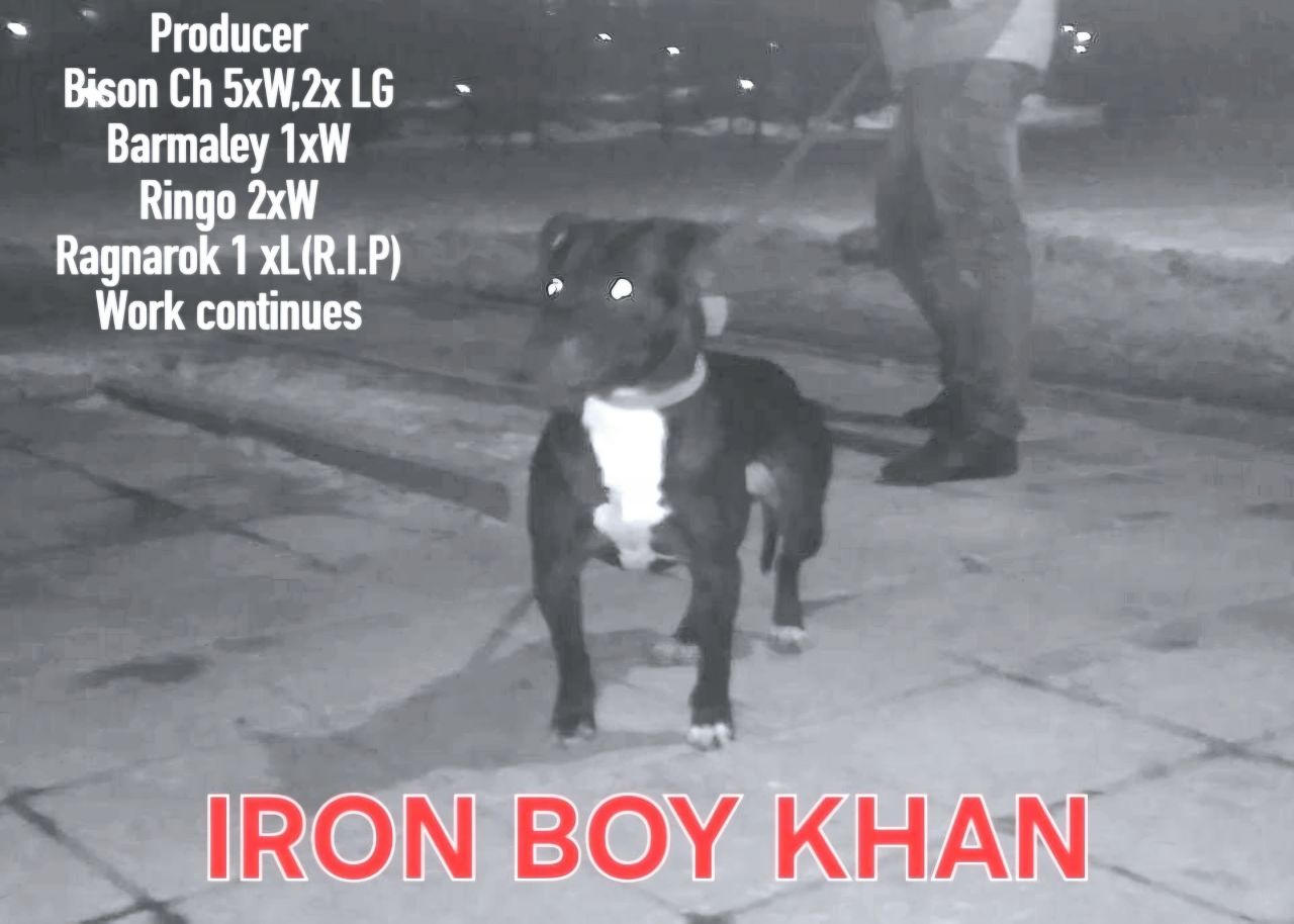 Photo of the dog