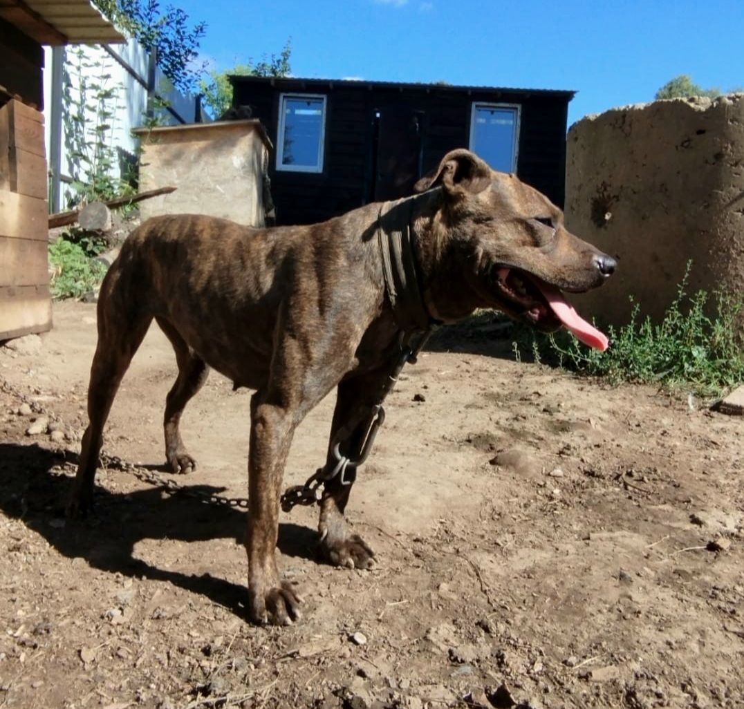 Photo of the dog