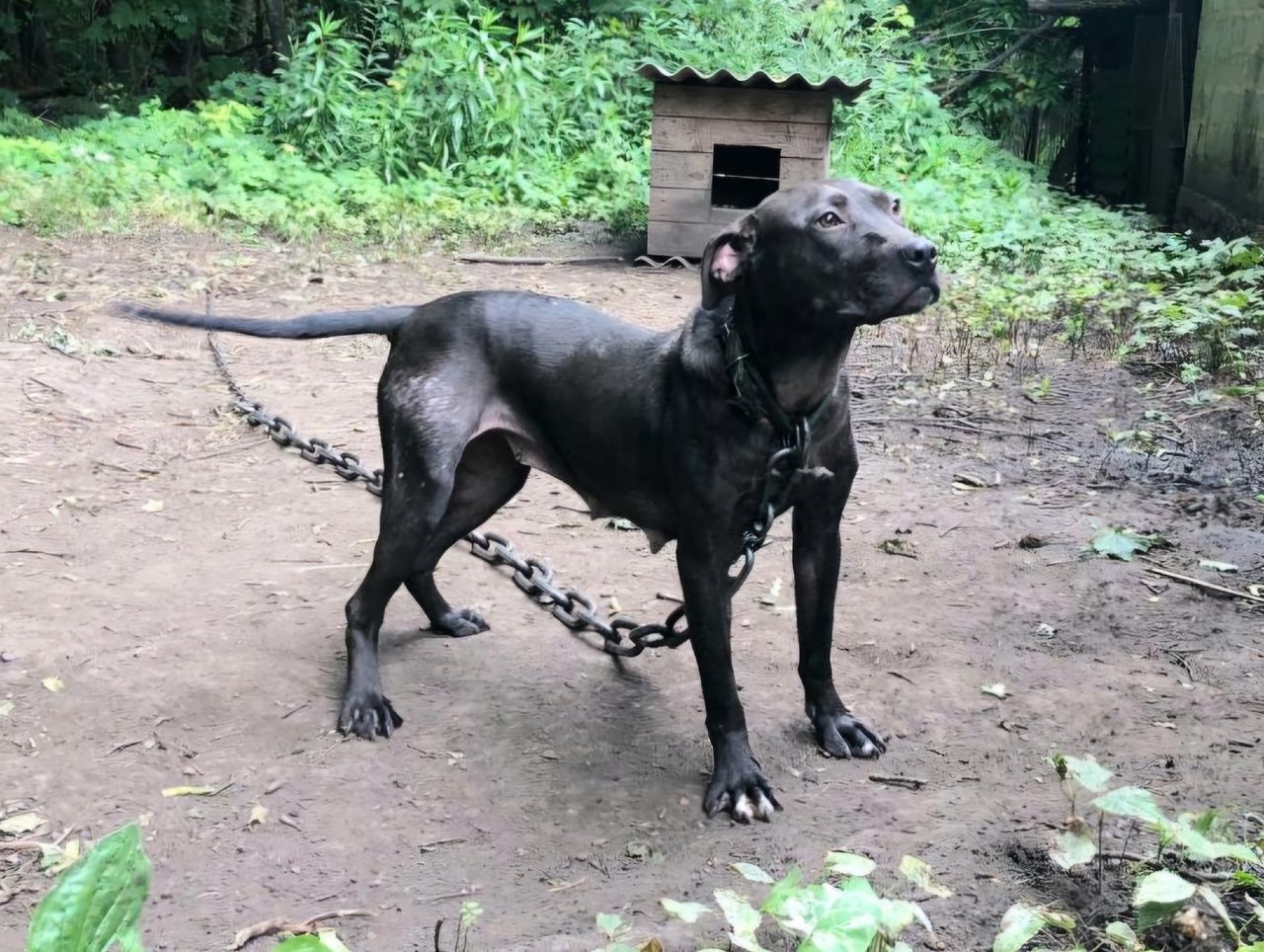 Photo of the dog