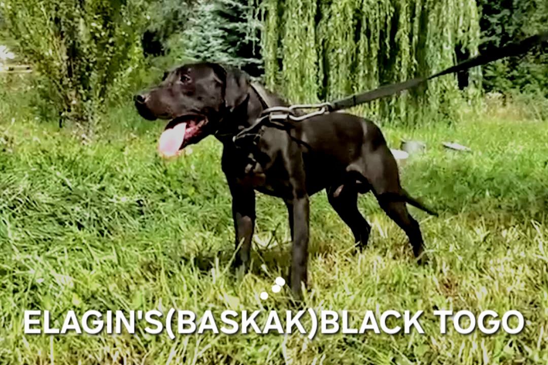 Photo of the dog