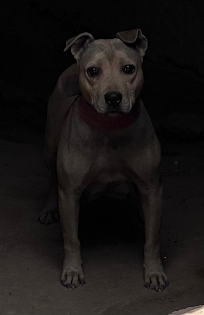 Photo of the dog