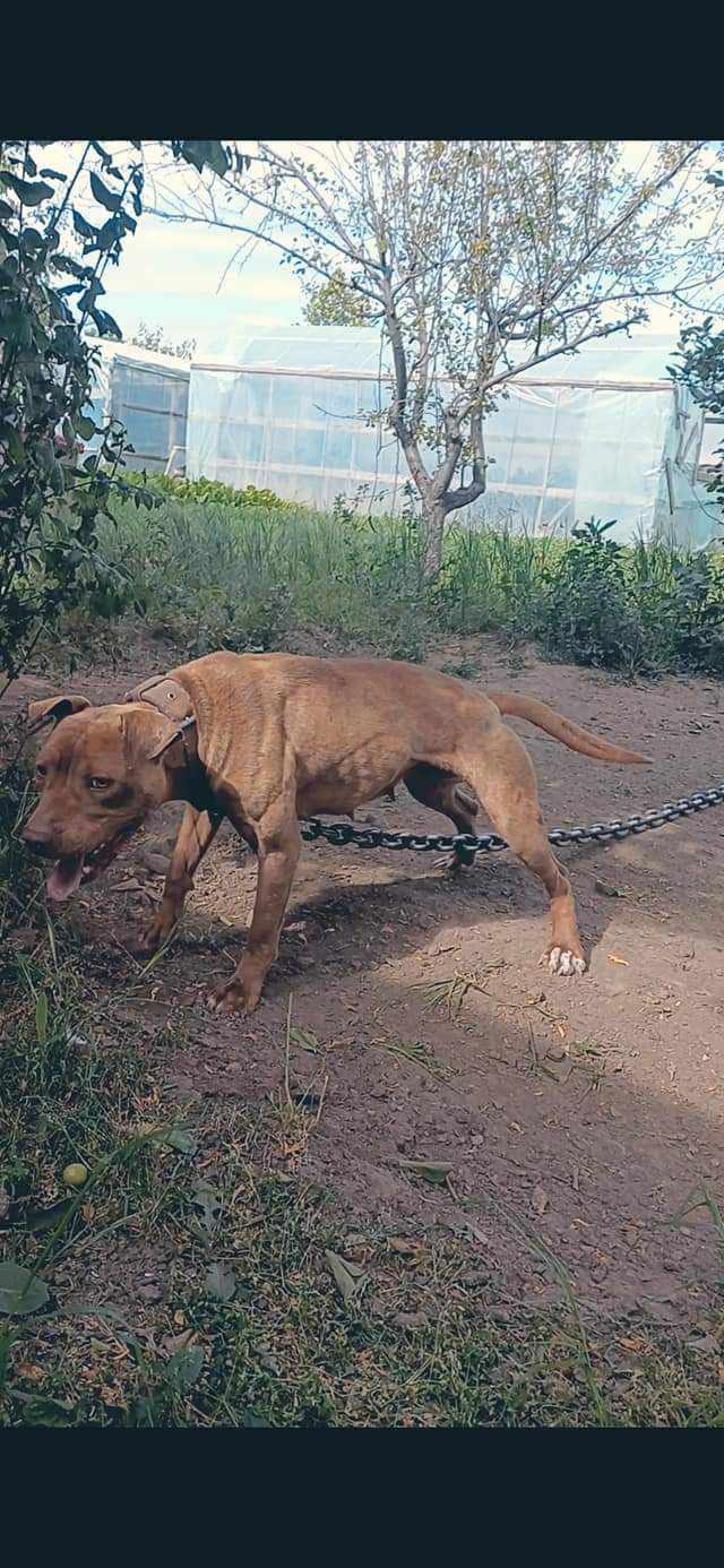 Photo of the dog