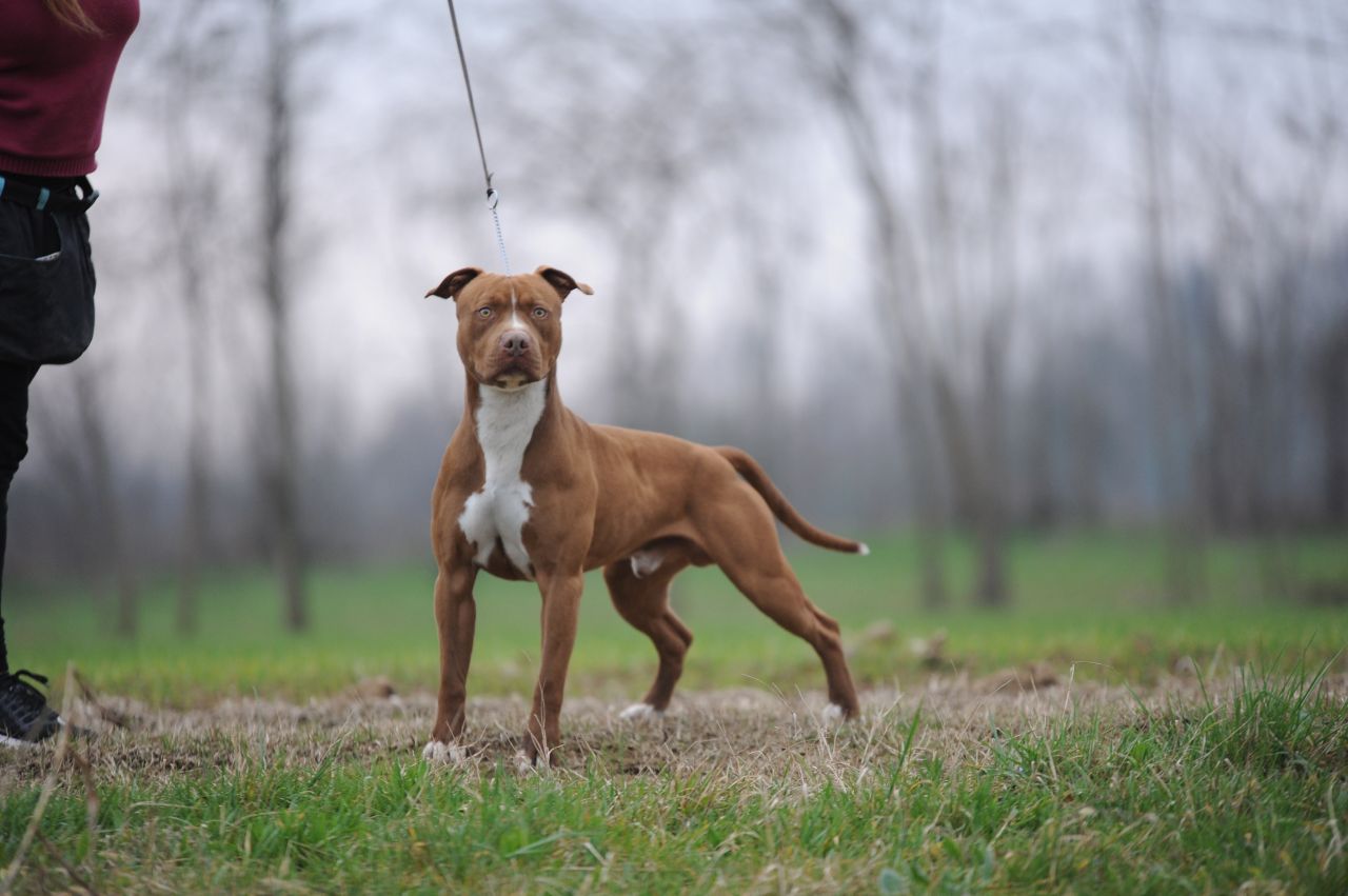 Photo of the dog