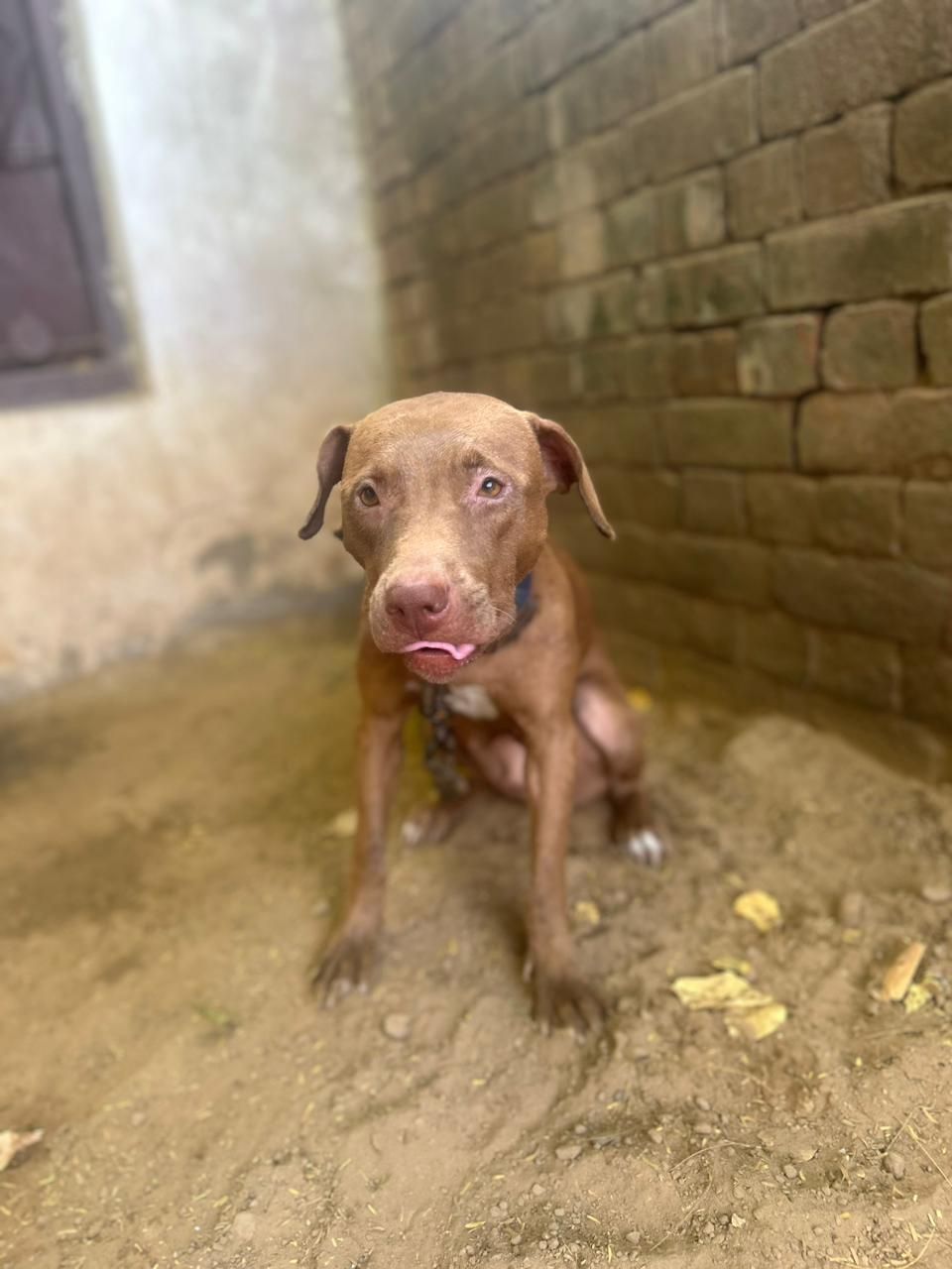 Photo of the dog