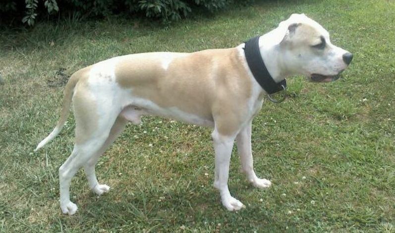 Photo of the dog