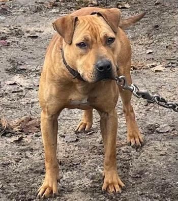 Photo of the dog