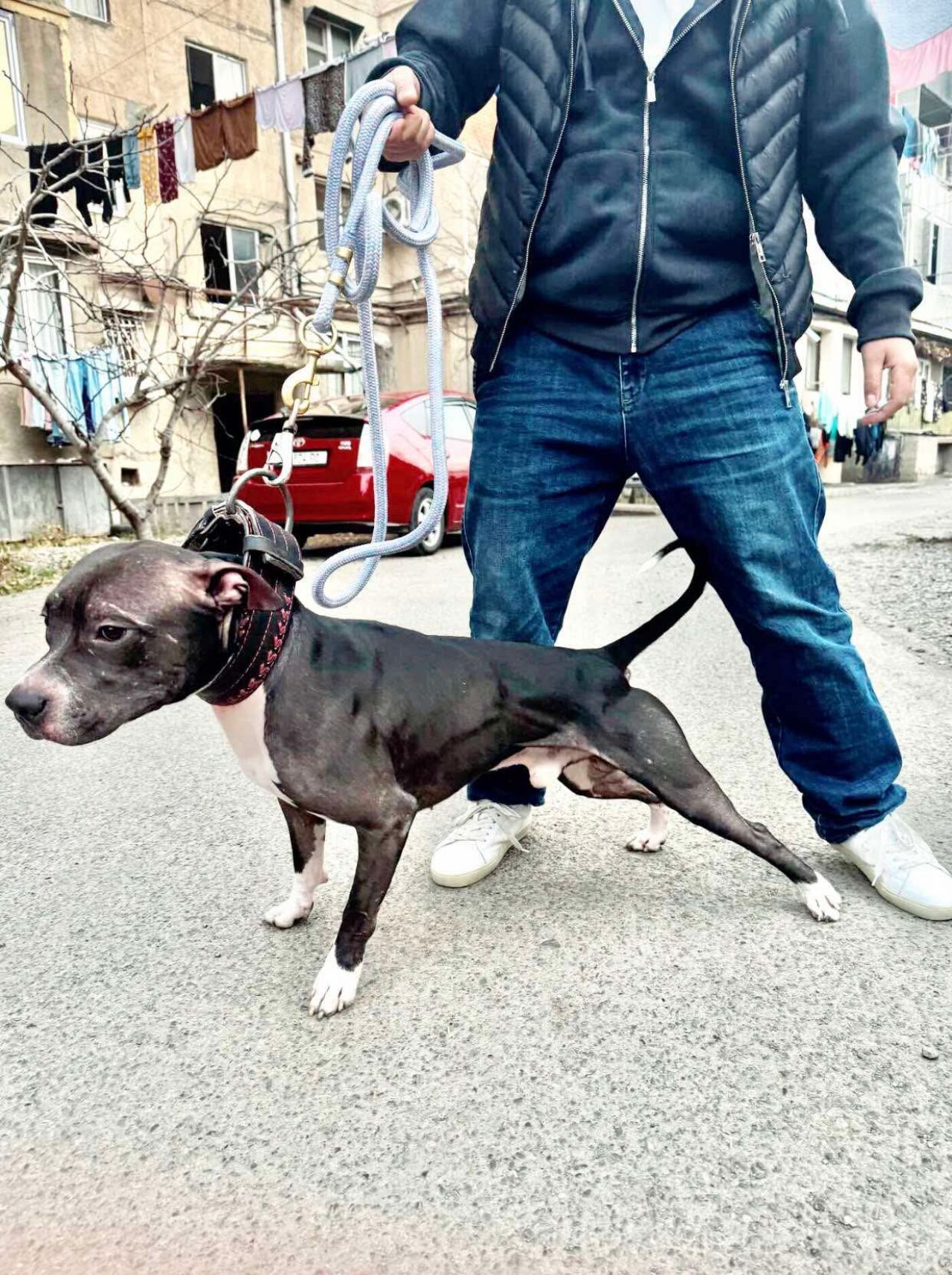 Photo of the dog