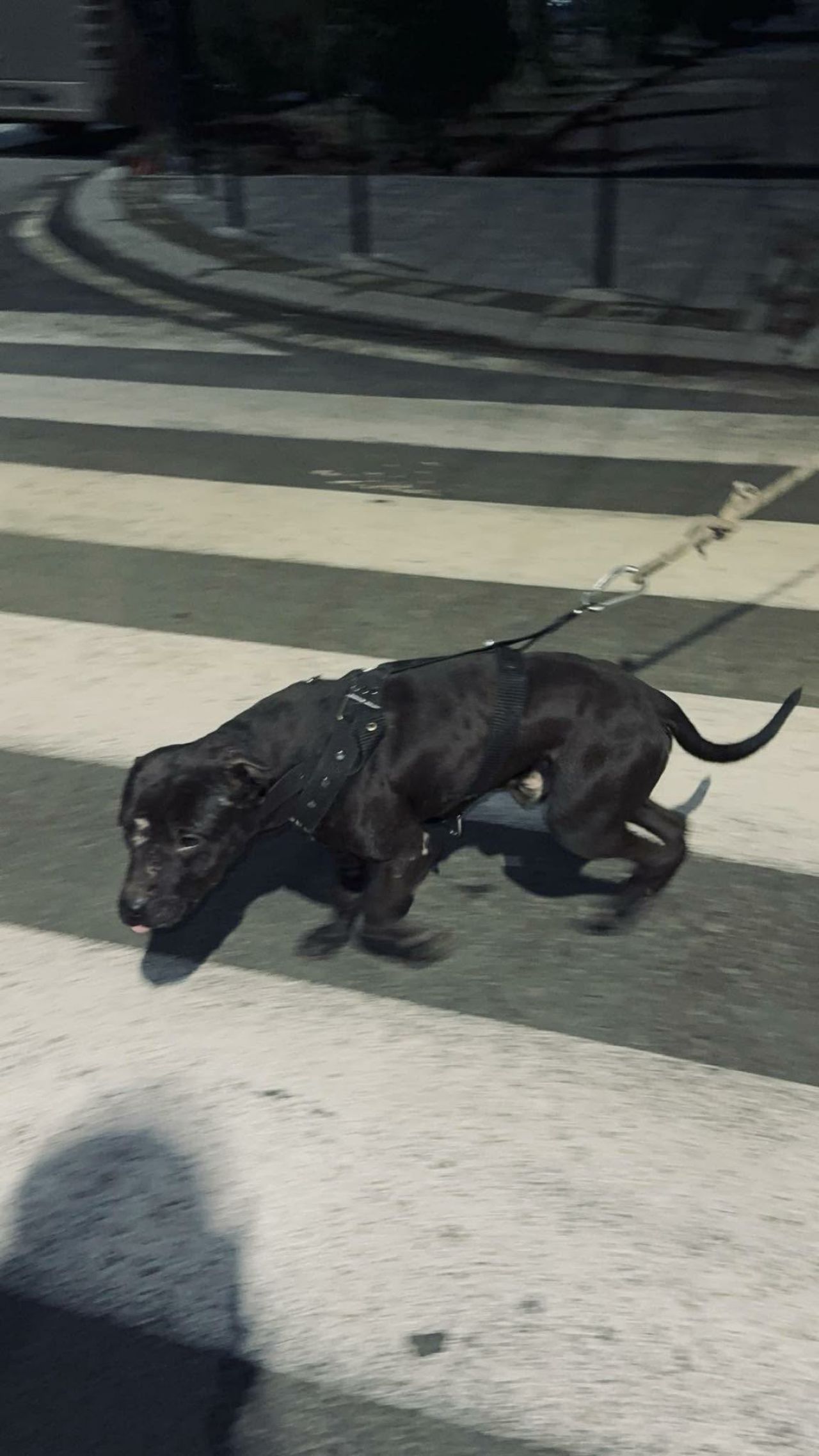 Photo of the dog