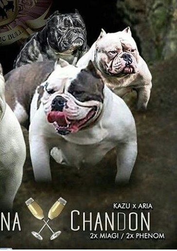Photo of the dog