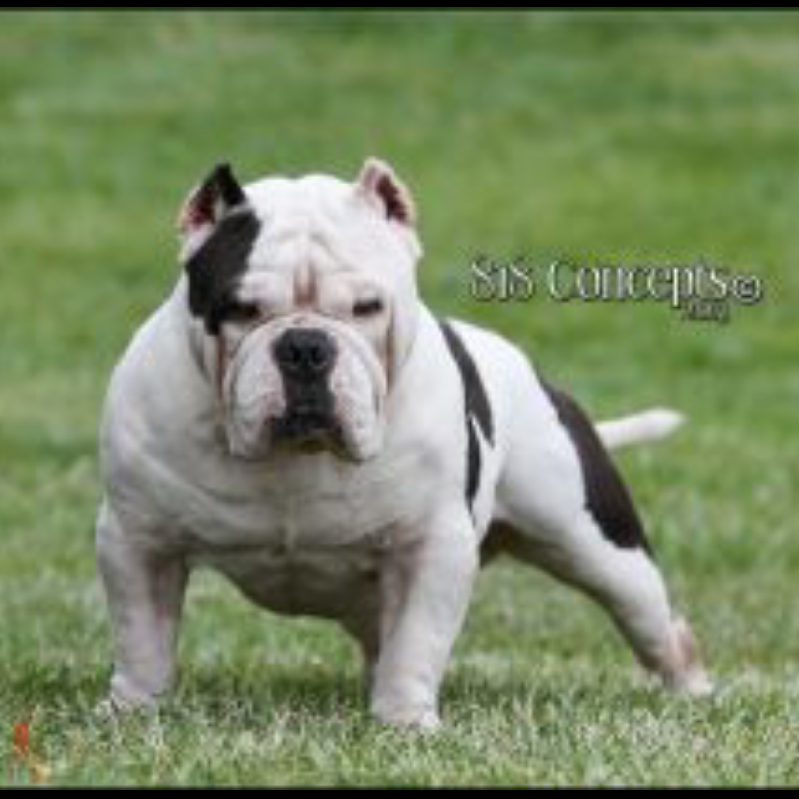 Photo of the dog