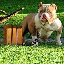 Photo of the dog