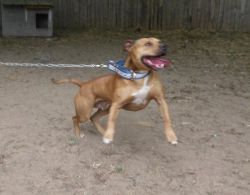 Photo of the dog