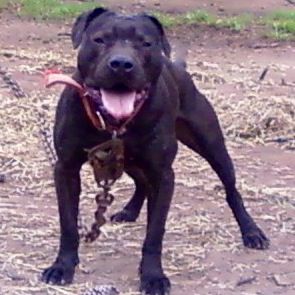 Photo of the dog