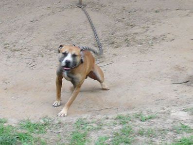 Photo of the dog