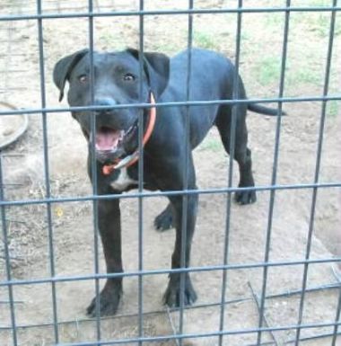 Photo of the dog