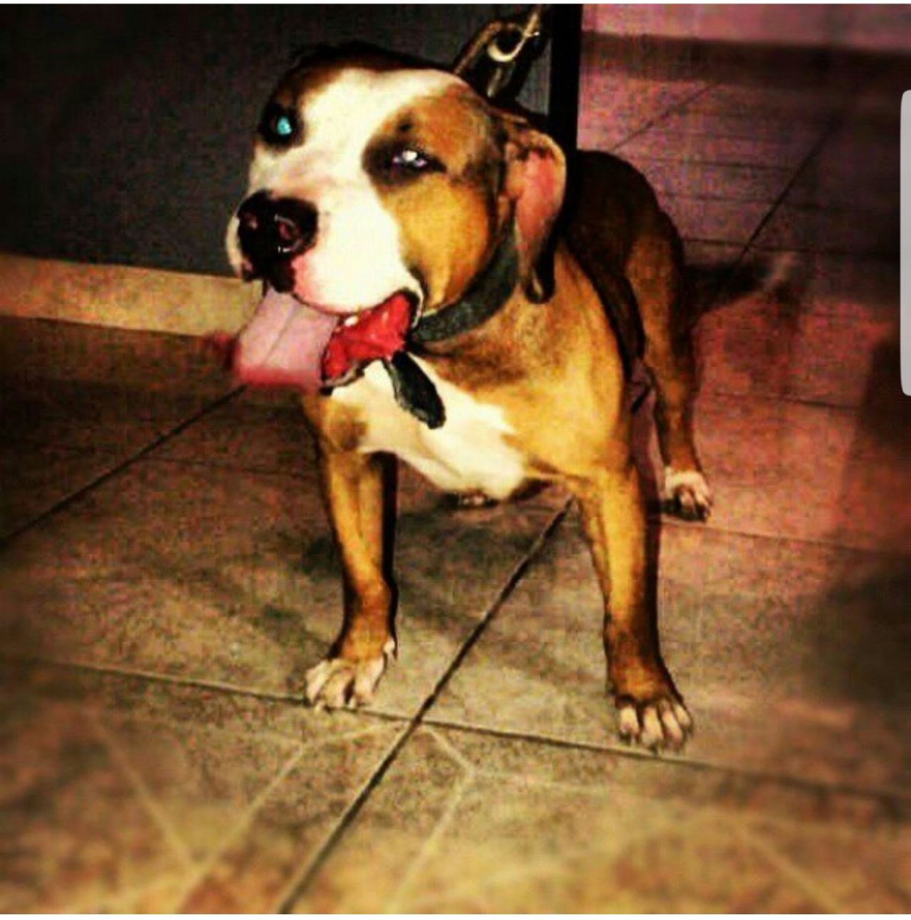 Photo of the dog