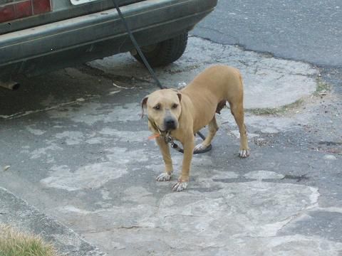 Photo of the dog
