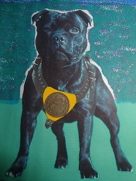 Photo of the dog