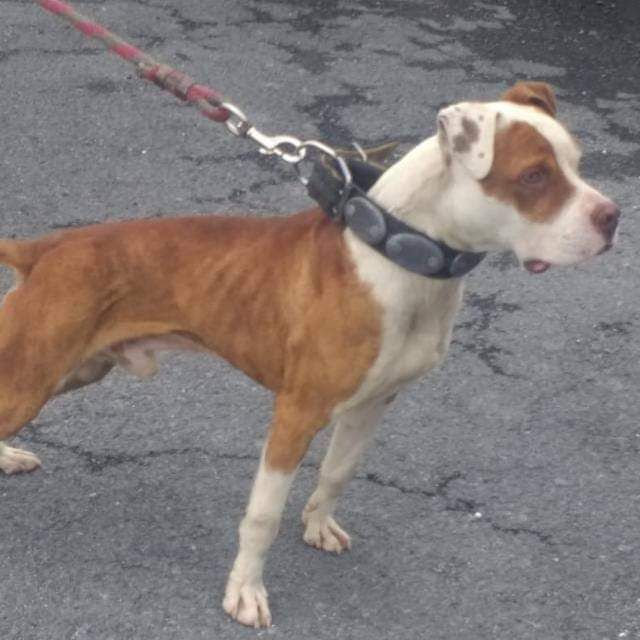 Photo of the dog