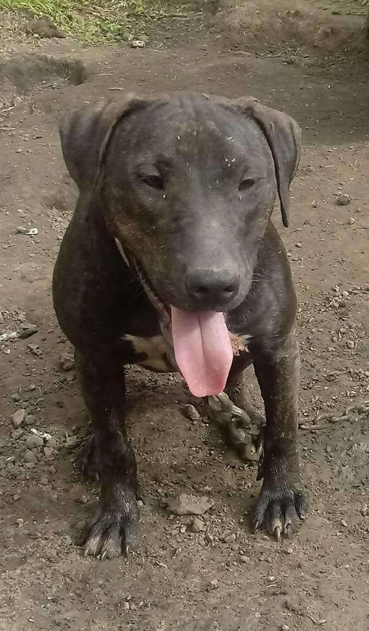 Photo of the dog