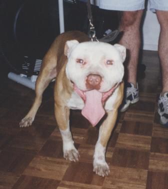 Photo of the dog
