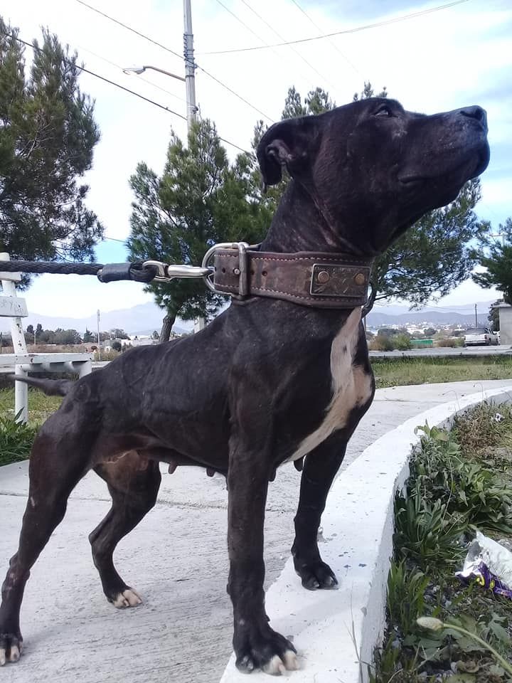Photo of the dog