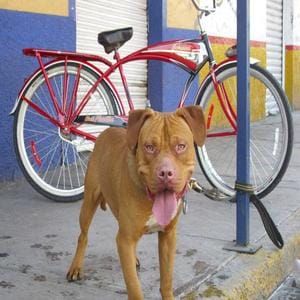 Photo of the dog