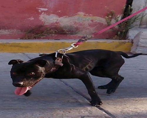 Photo of the dog