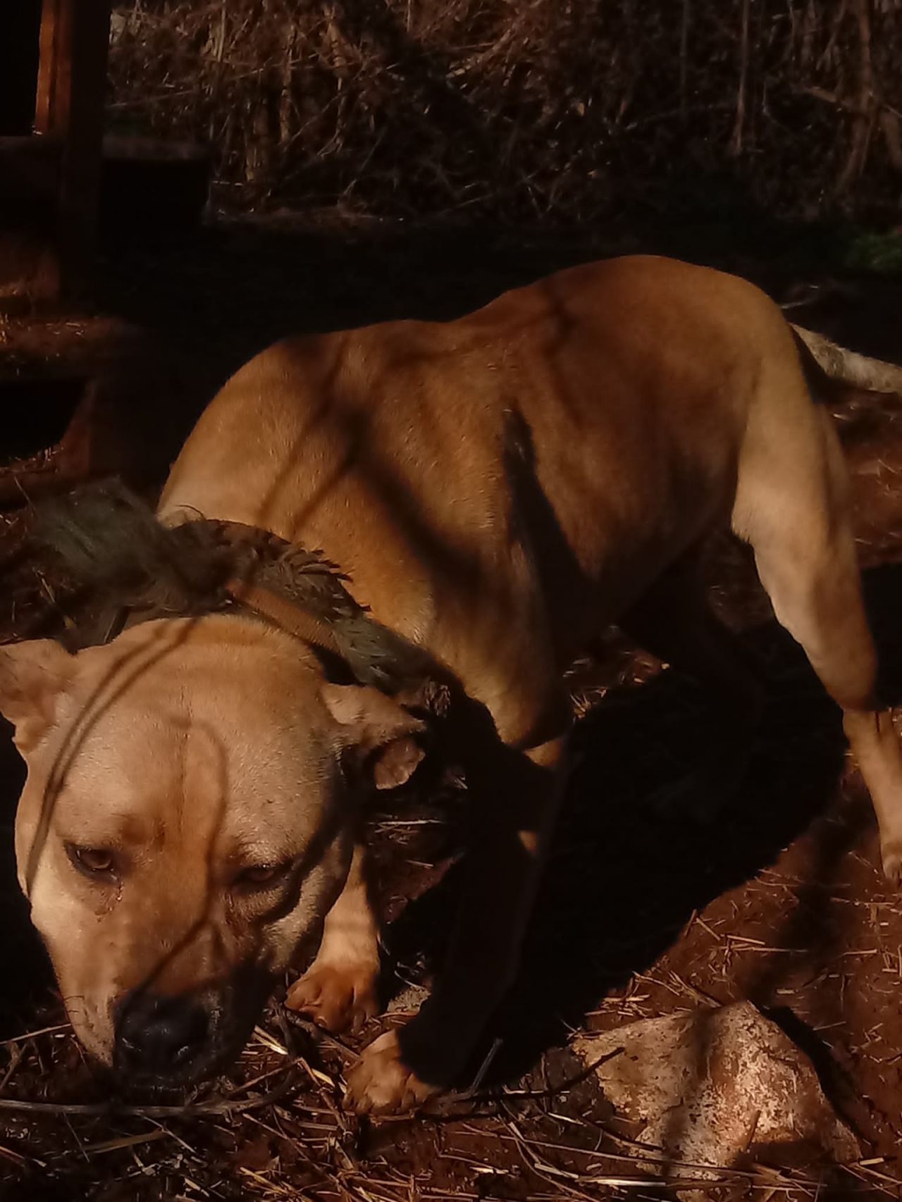 Photo of the dog