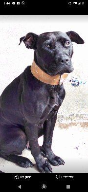 Photo of the dog