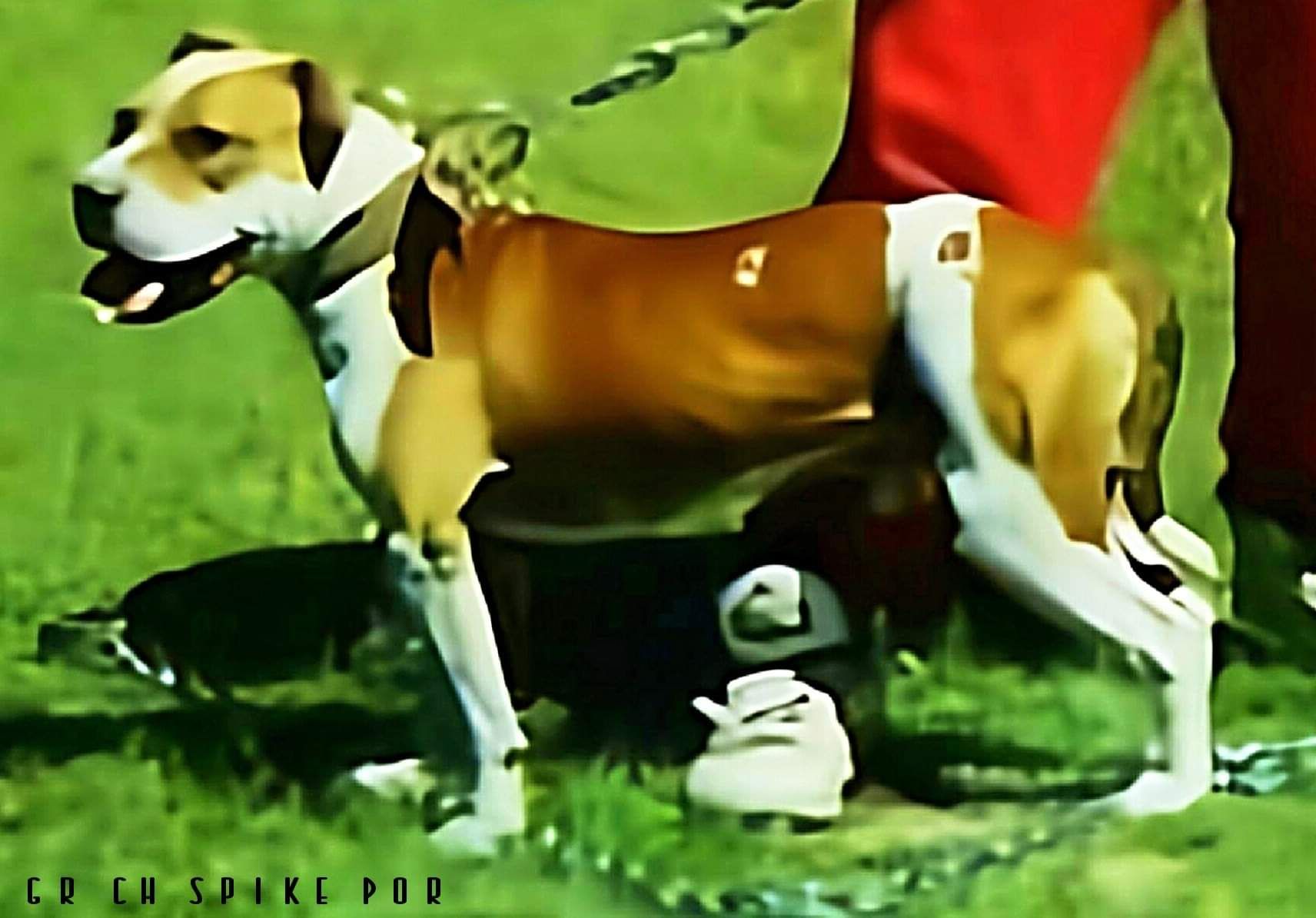 Photo of the dog