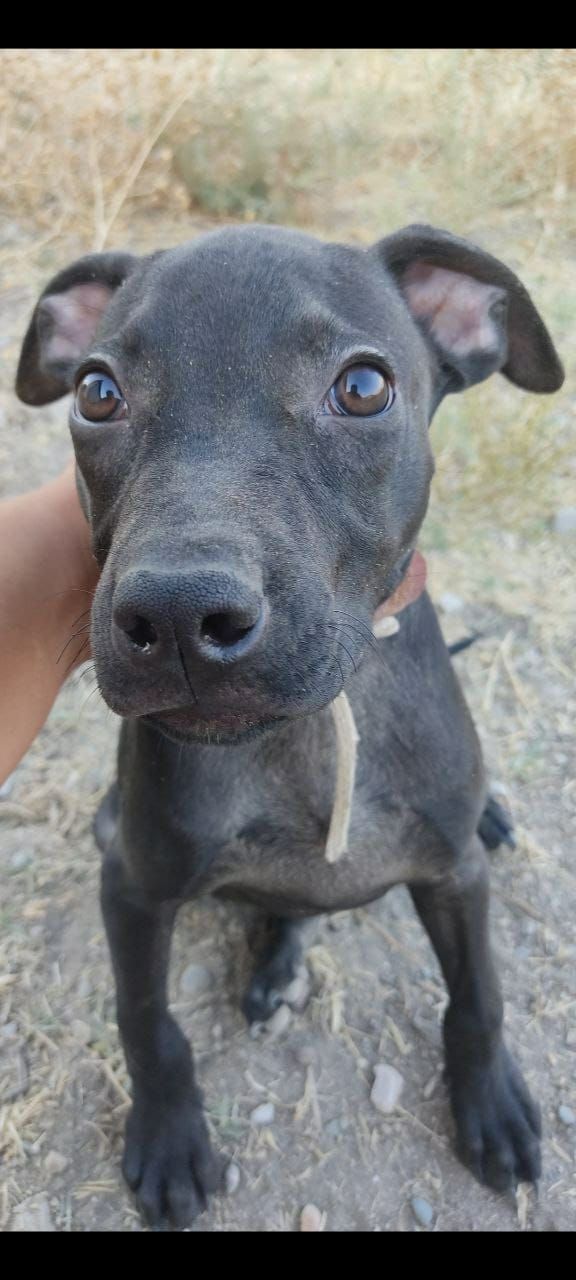 Photo of the dog