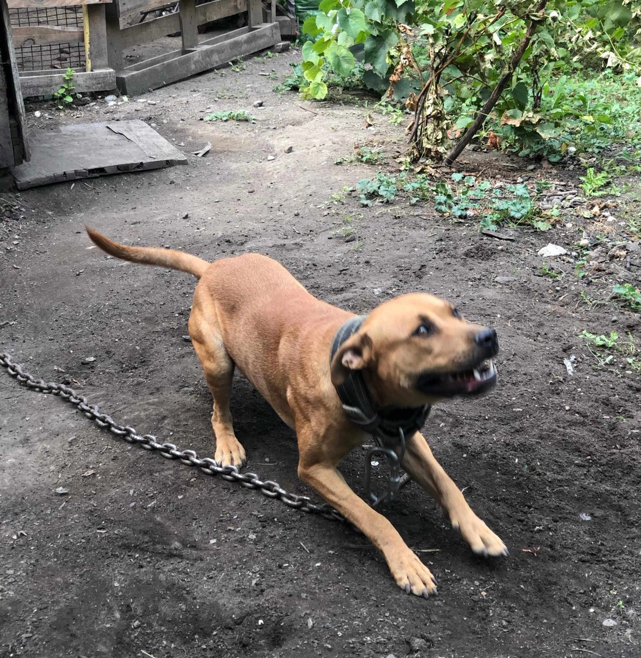Photo of the dog