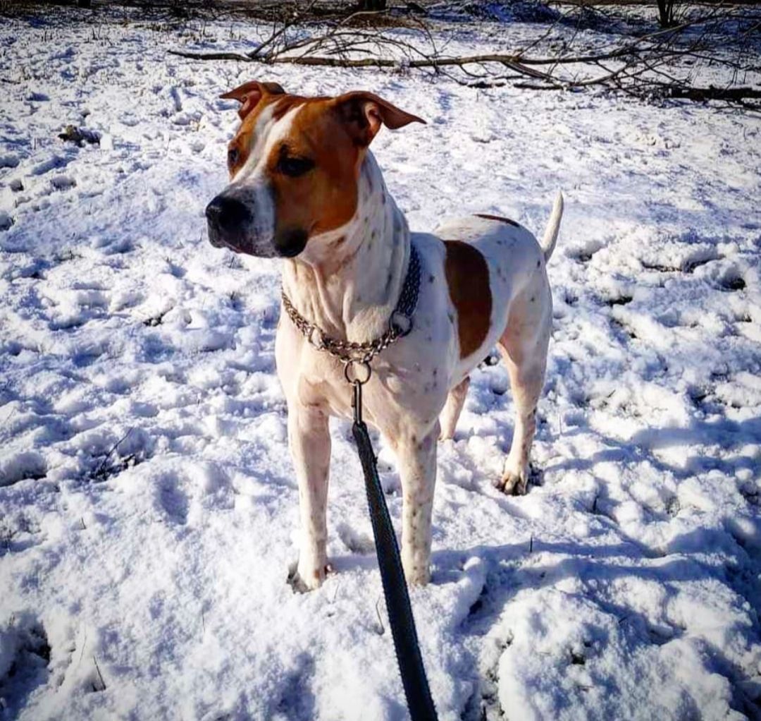 Photo of the dog