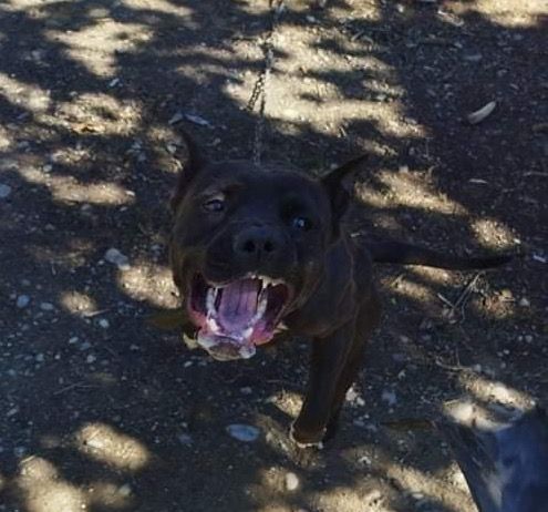 Photo of the dog