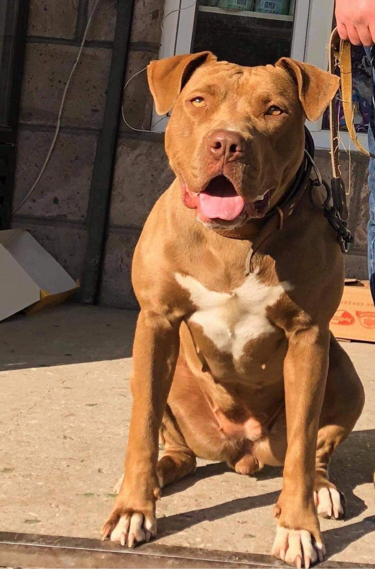 Photo of the dog