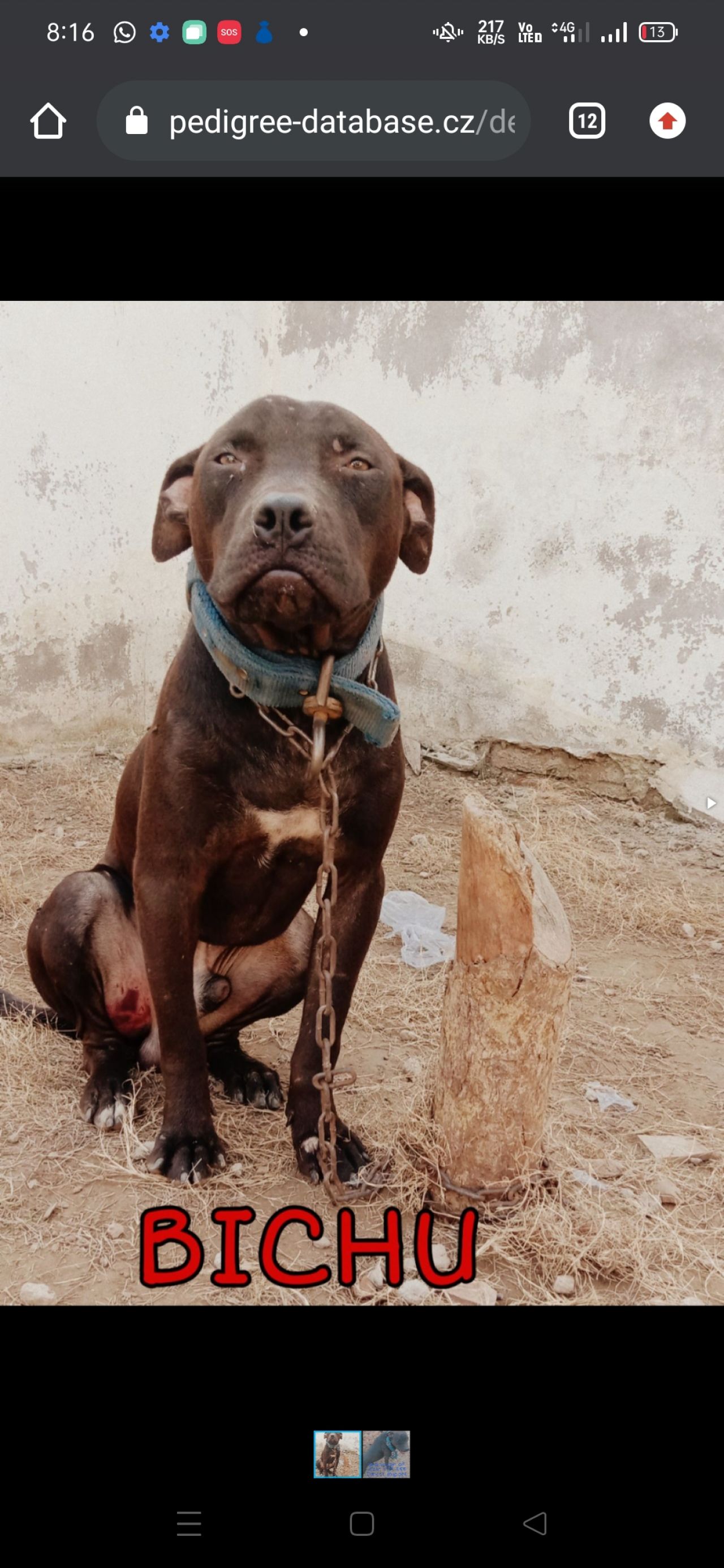 Photo of the dog