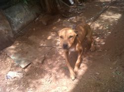 Photo of the dog