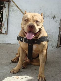 Photo of the dog
