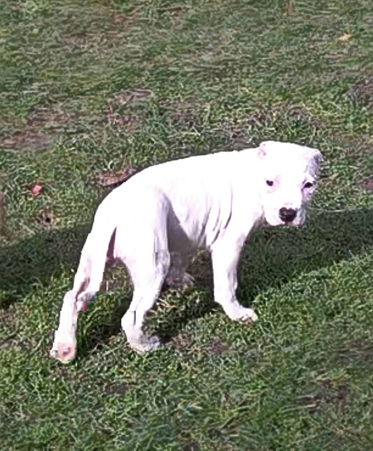 Photo of the dog