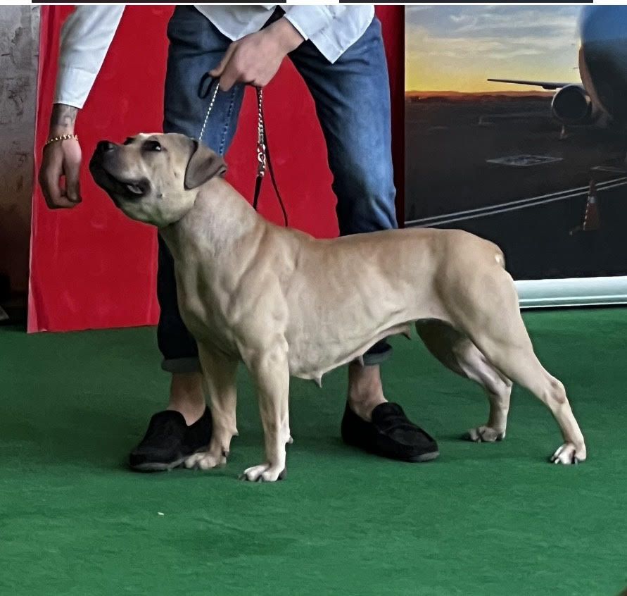 Photo of the dog