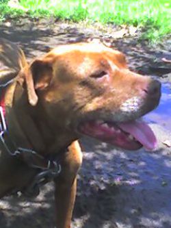 Photo of the dog