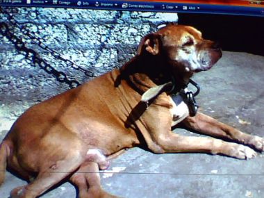 Photo of the dog