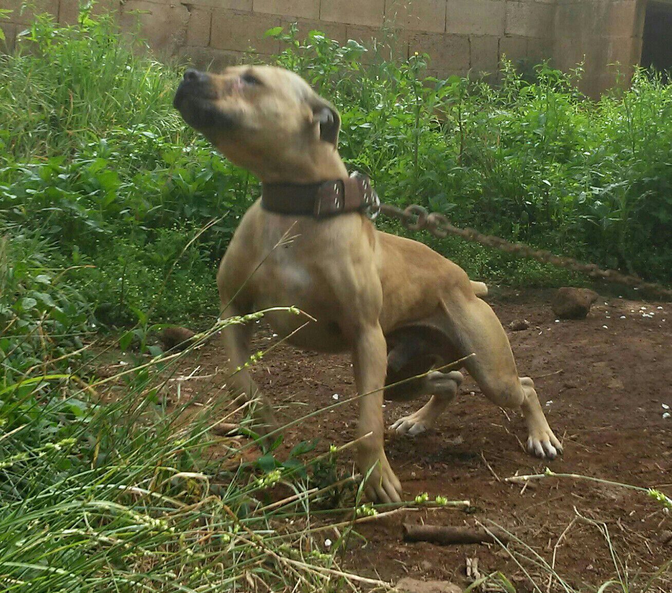 Photo of the dog