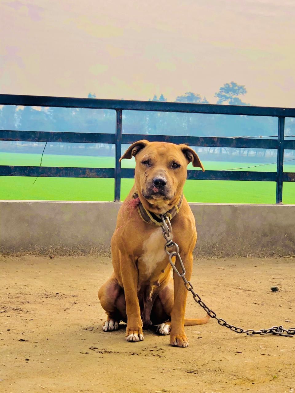 Photo of the dog