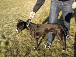 Photo of the dog