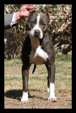Photo of the dog