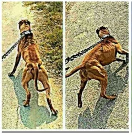 Photo of the dog