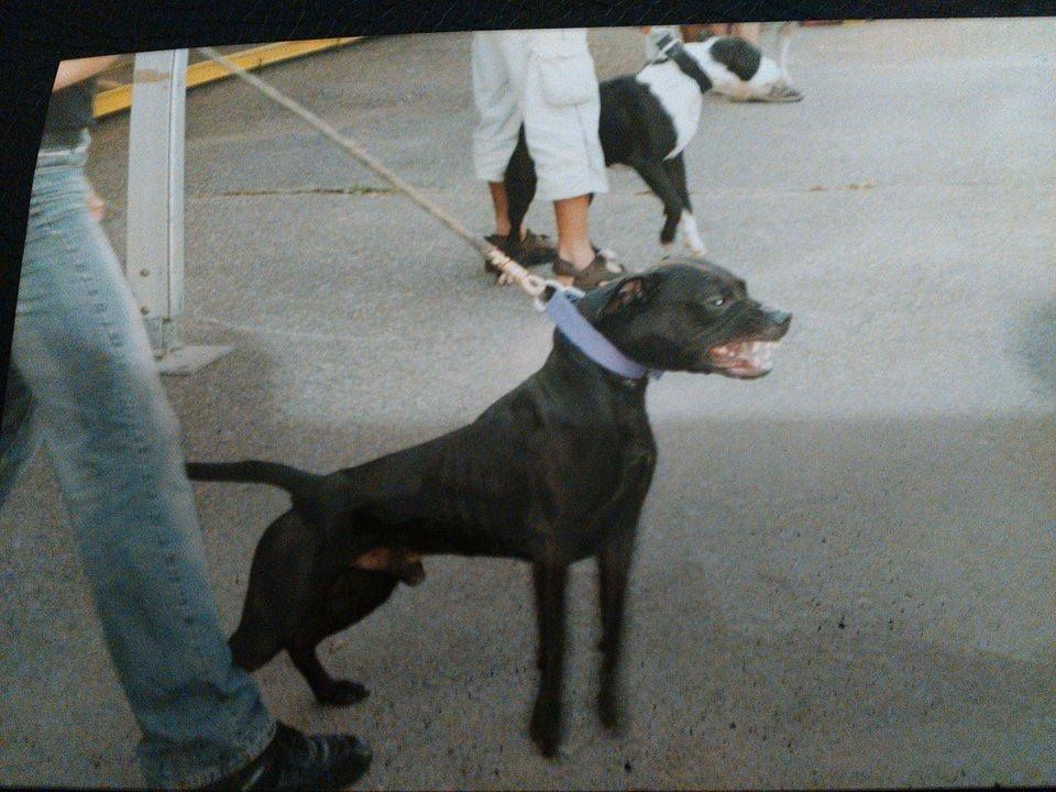 Photo of the dog