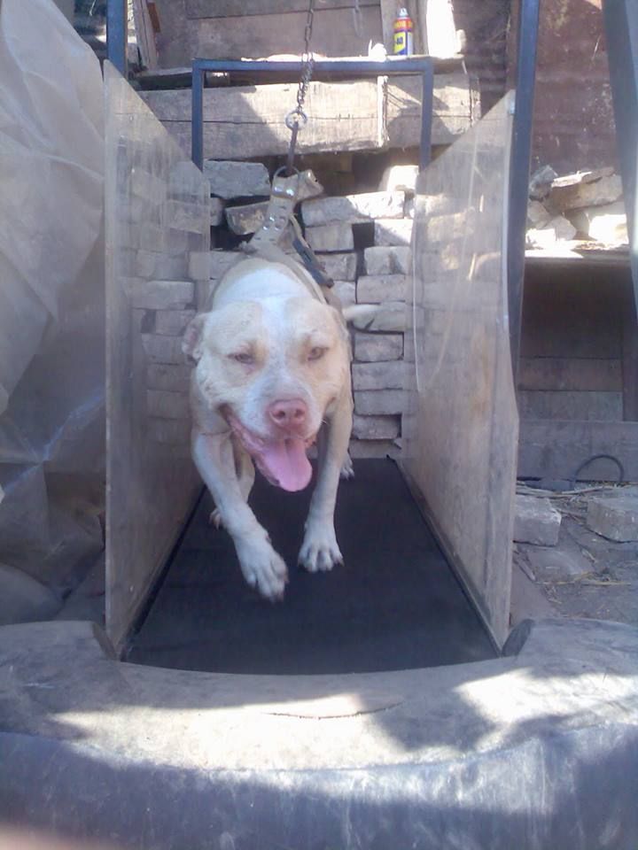 Photo of the dog